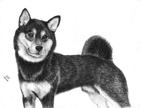 1 dog