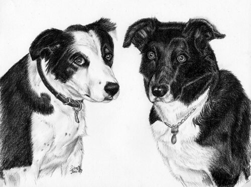 2 dogs   face to face