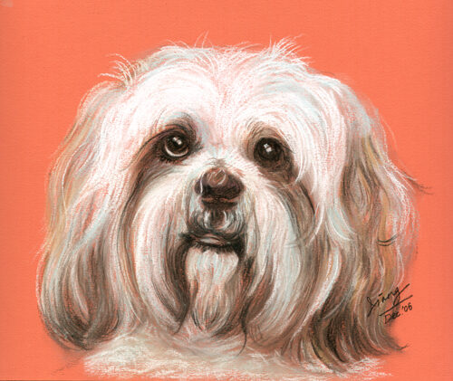 Dog color