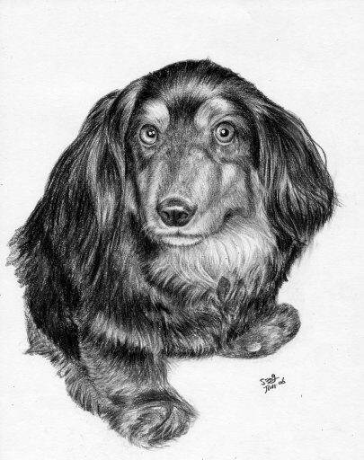 LITTLE black DOG