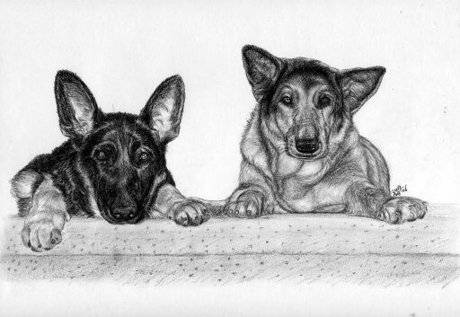 W dogs